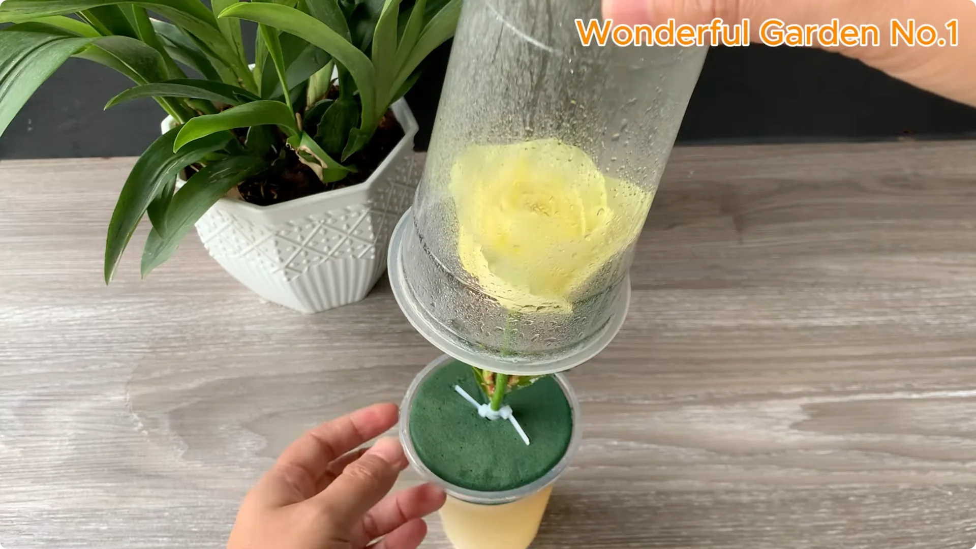 What Happens When You Soak a Rose Stem Overnight? screenshot 10