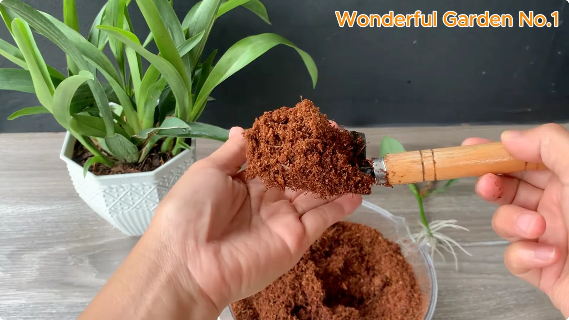 What Happens When You Soak a Rose Stem Overnight? screenshot 11