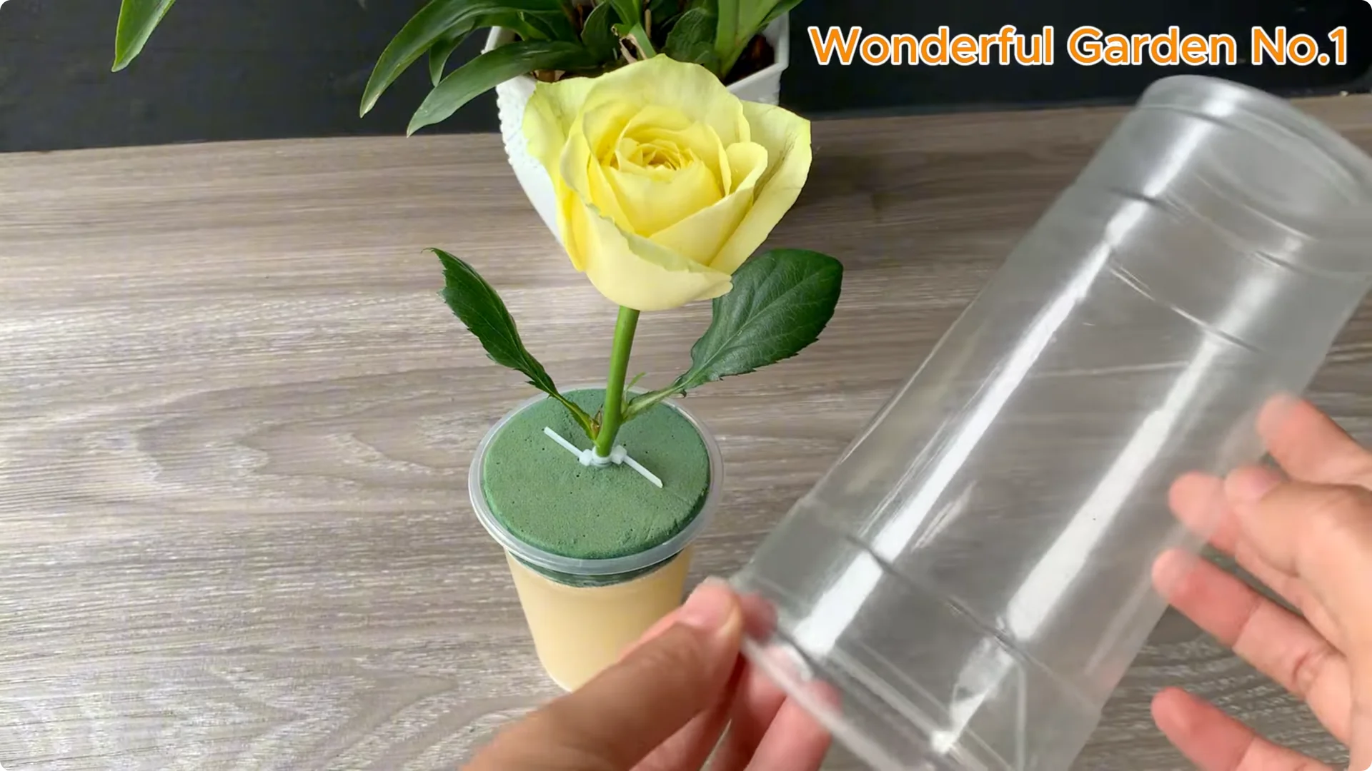What Happens When You Soak a Rose Stem Overnight? screenshot 8
