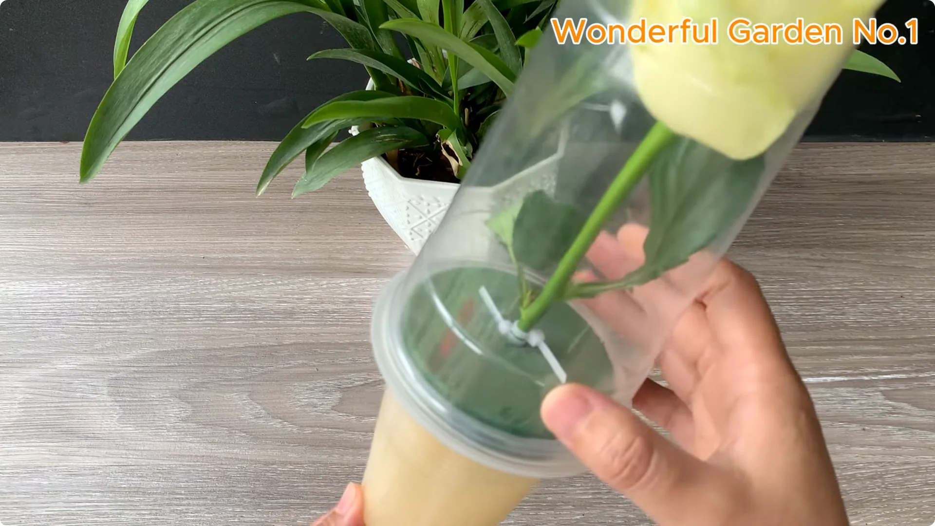 What Happens When You Soak a Rose Stem Overnight? screenshot 9