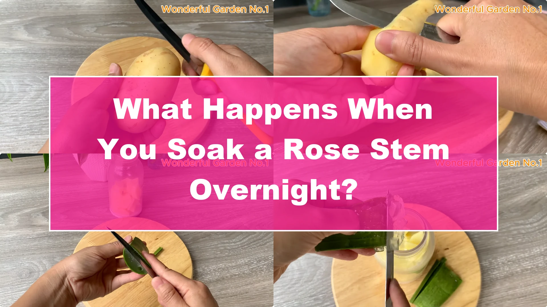 What Happens When You Soak a Rose Stem Overnight? - Featured Image