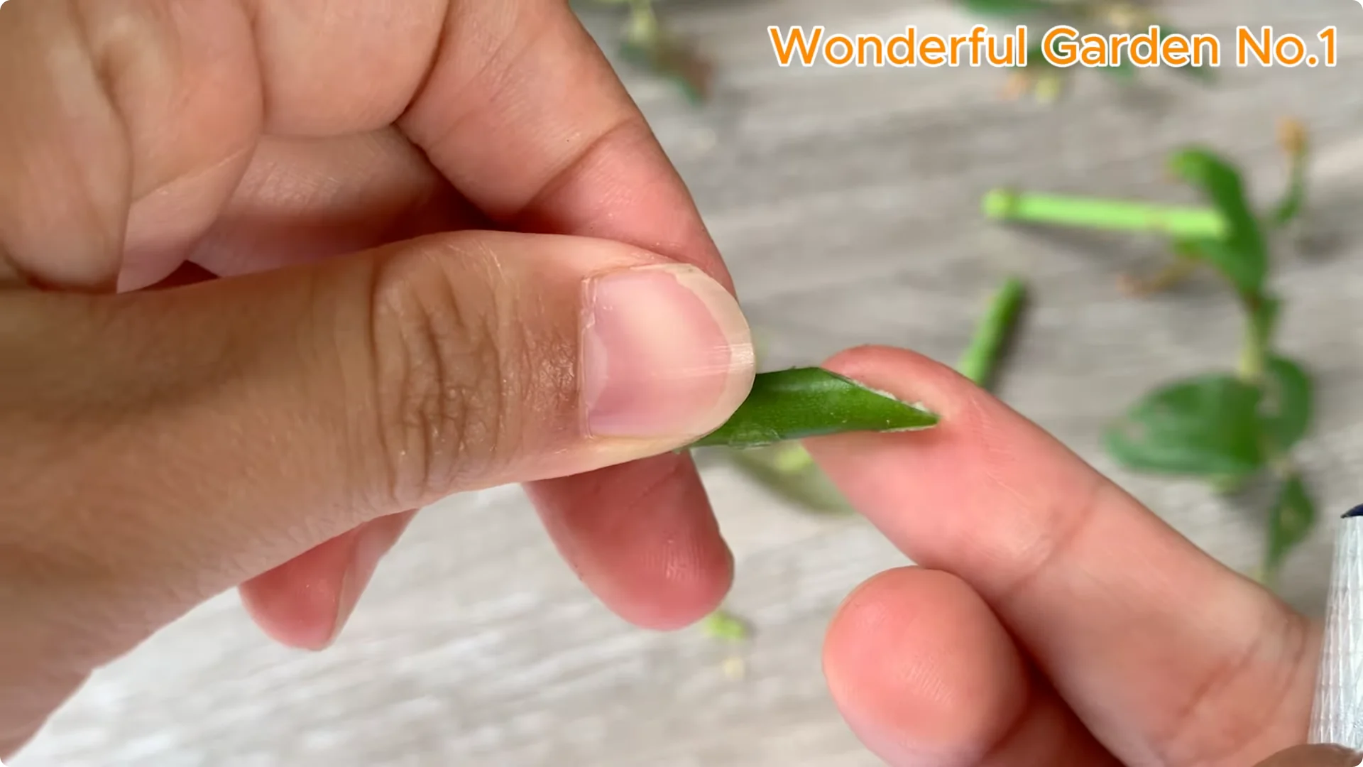 What Happens When You Stick a Rose in a Potato Overnight? screenshot 1