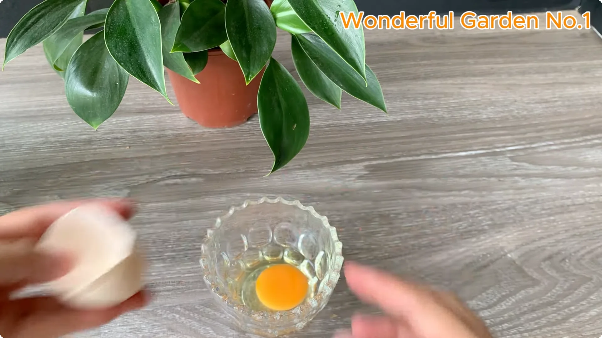 What Happens When You Stick a Rose in a Potato Overnight? screenshot 2