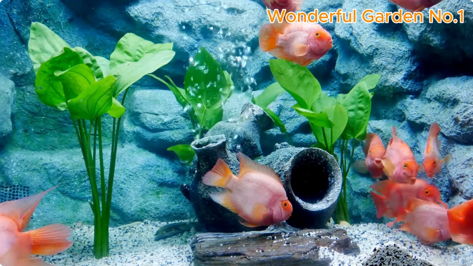 What Happens When You Stick a Rose in a Potato Overnight? screenshot 3