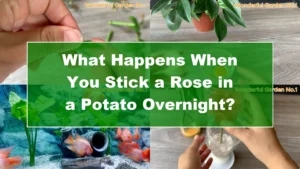 What Happens When You Stick a Rose in a Potato Overnight? - Featured Image