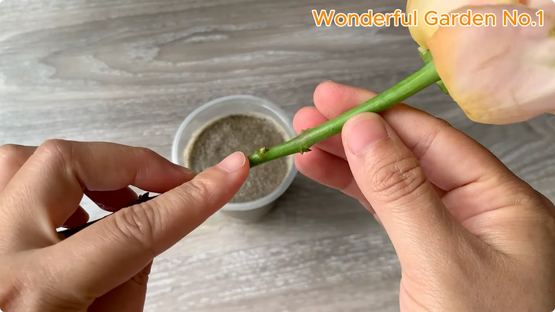 What Happens When You Stick a Rose Stem in an Onion? screenshot 22