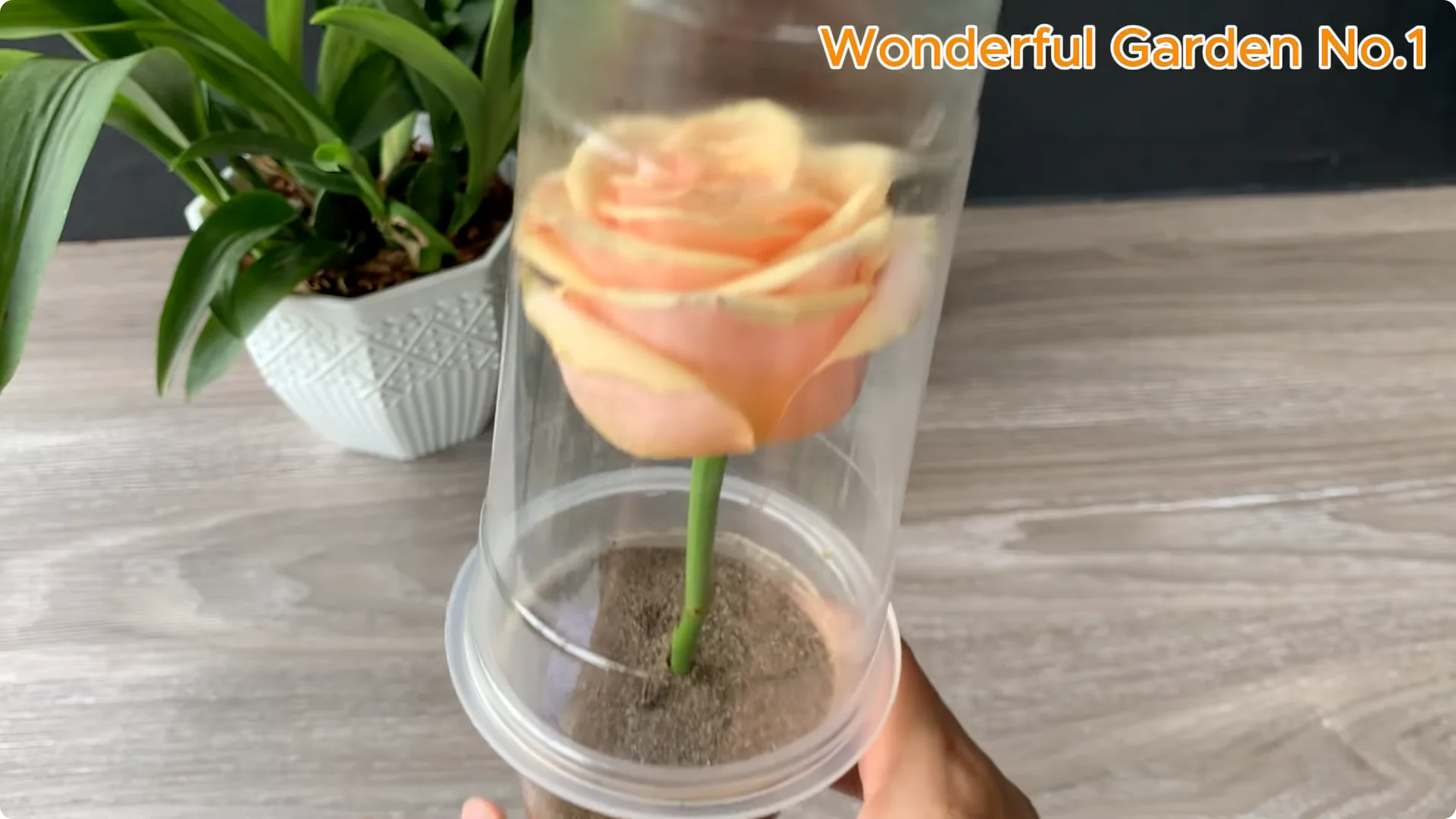 What Happens When You Stick a Rose Stem in an Onion? screenshot 24