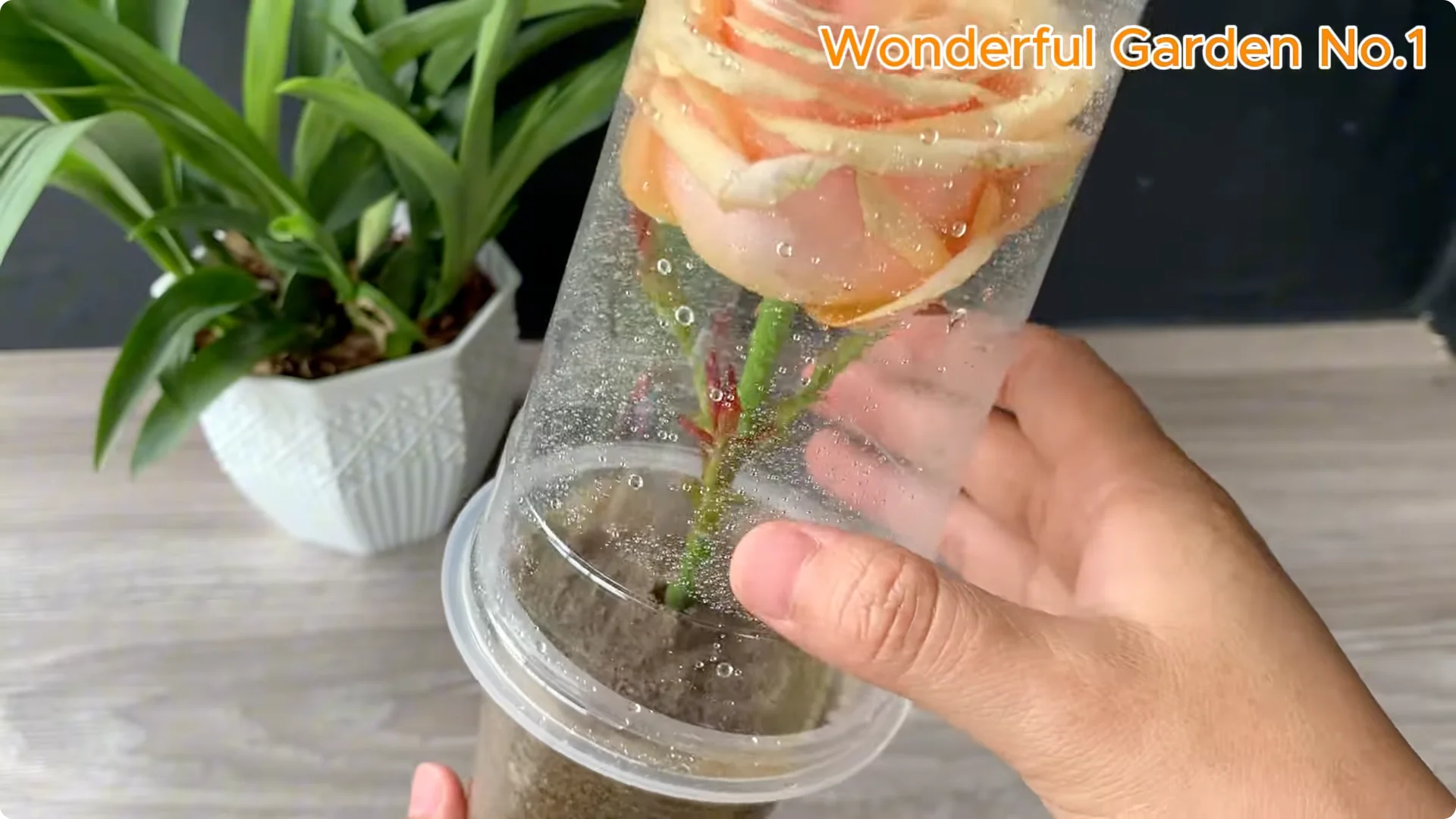 What Happens When You Stick a Rose Stem in an Onion? screenshot 25