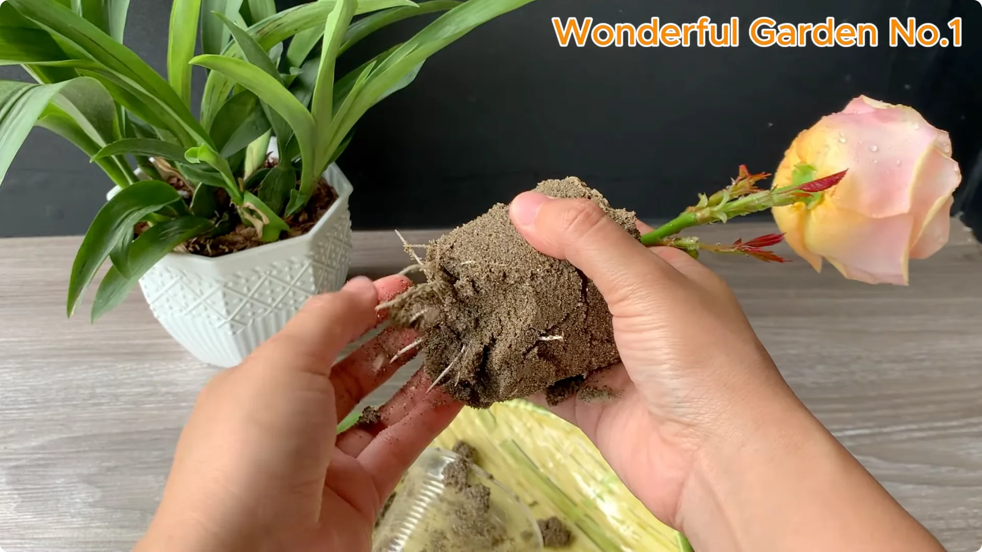 What Happens When You Stick a Rose Stem in an Onion? screenshot 26