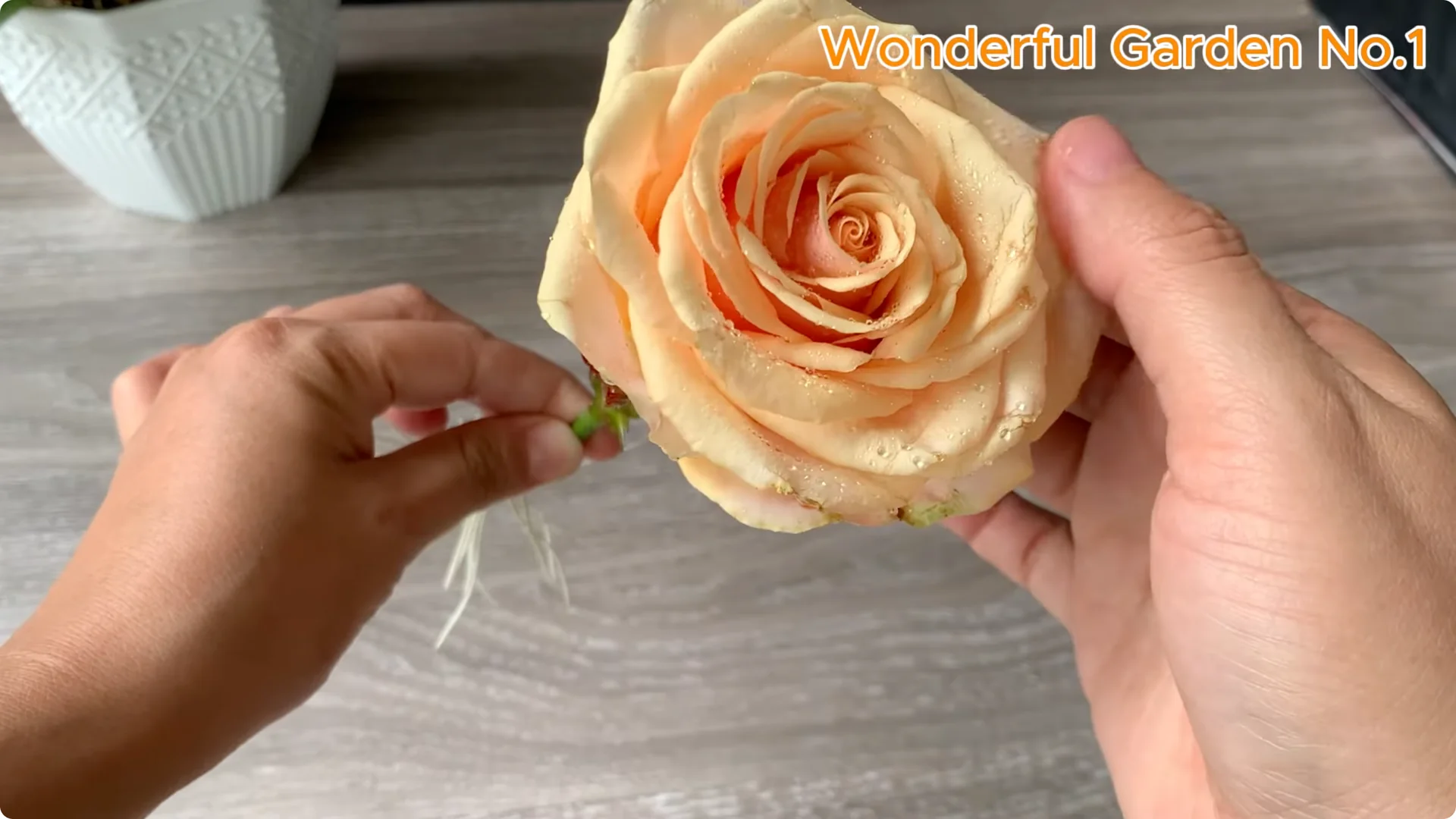 What Happens When You Stick a Rose Stem in an Onion? screenshot 27