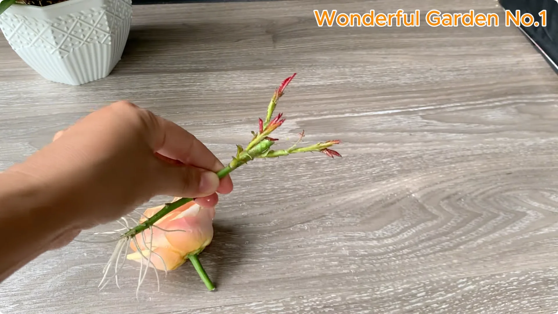 What Happens When You Stick a Rose Stem in an Onion? screenshot 28