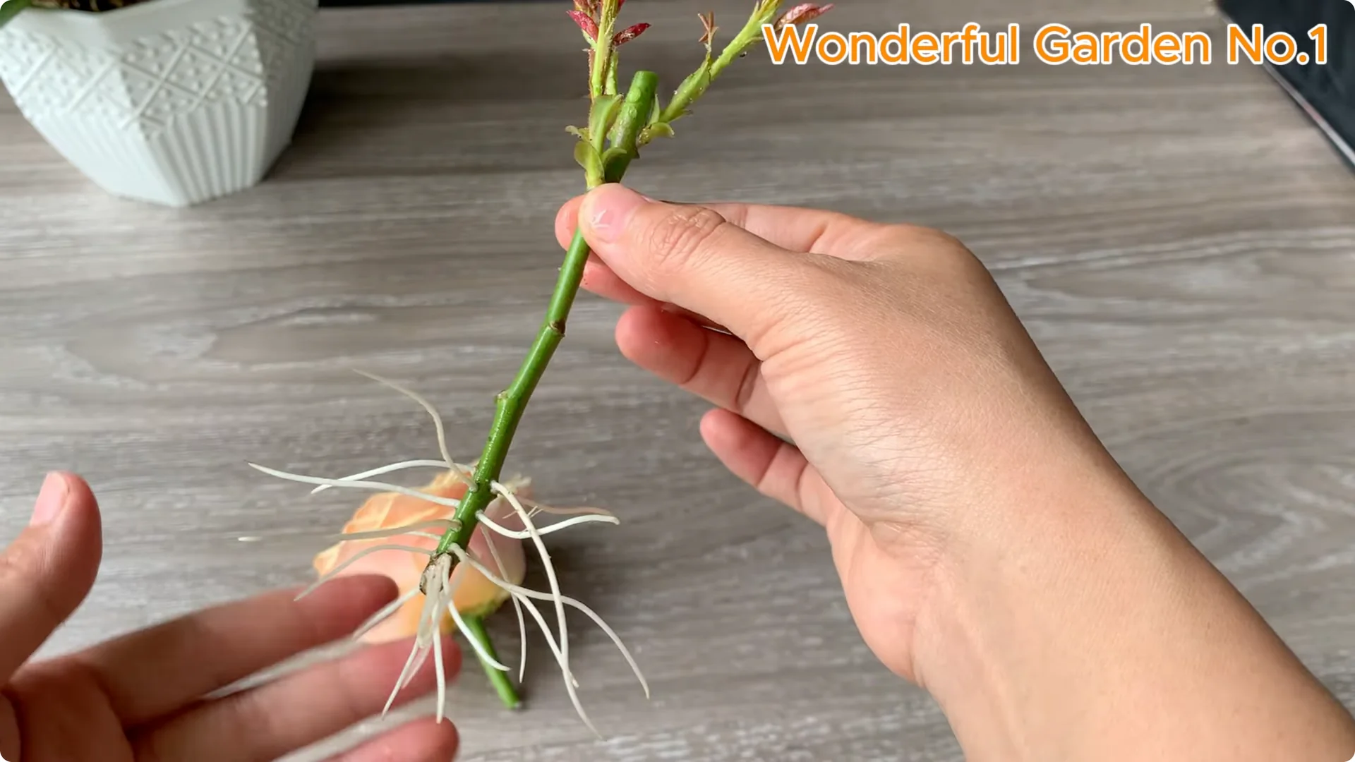 What Happens When You Stick a Rose Stem in an Onion? screenshot 29