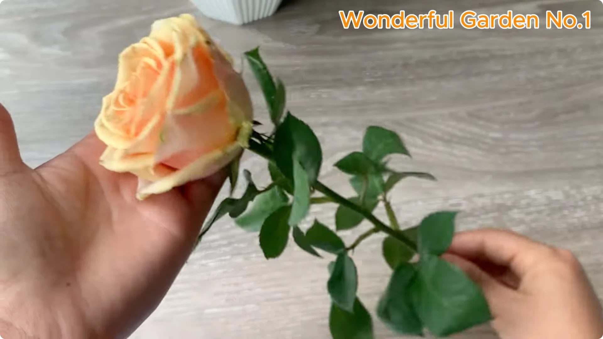 What Happens When You Stick a Rose Stem in an Onion? screenshot 4