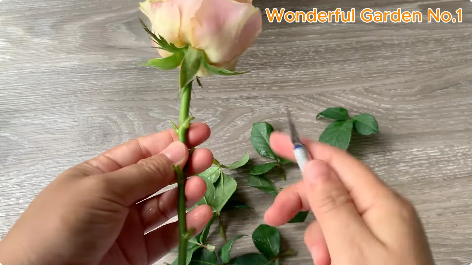 What Happens When You Stick a Rose Stem in an Onion? screenshot 5