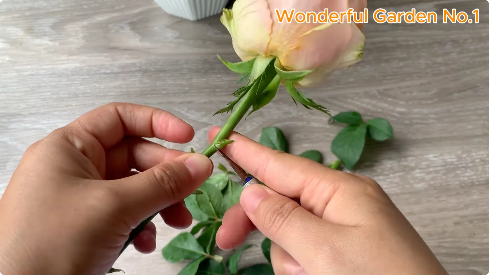 What Happens When You Stick a Rose Stem in an Onion? screenshot 6