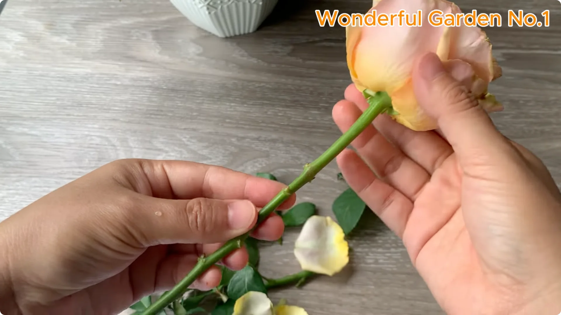 What Happens When You Stick a Rose Stem in an Onion? screenshot 8