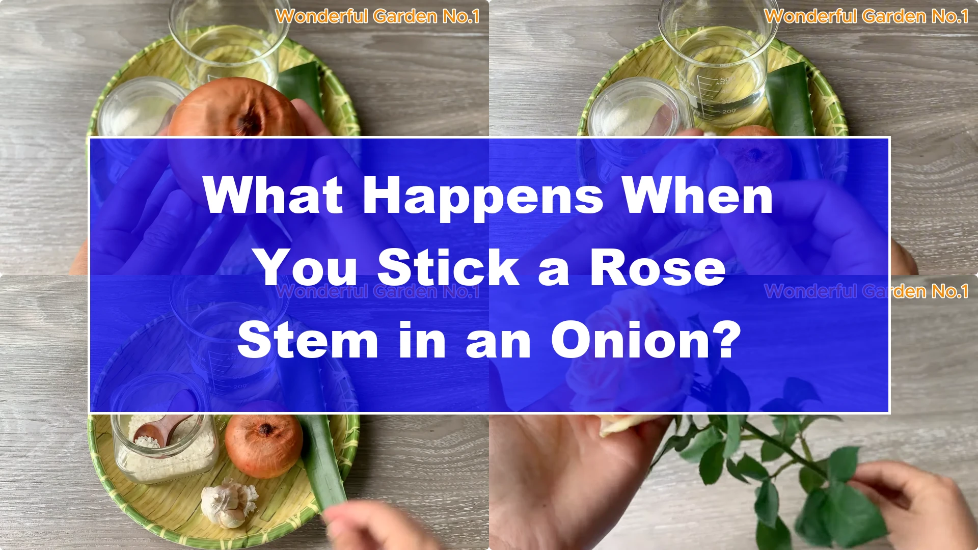 What Happens When You Stick a Rose Stem in an Onion? - Featured Image