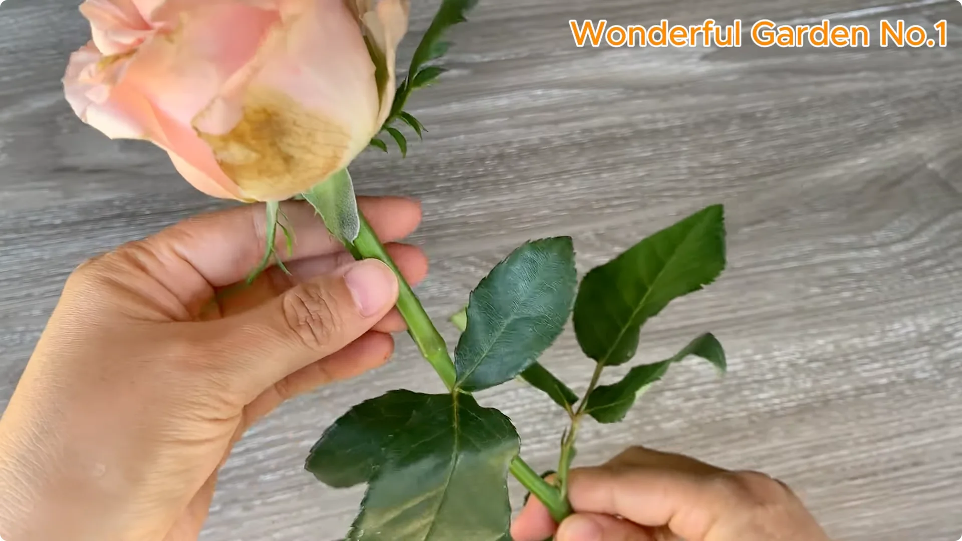 Which Fruit Speeds Up Rose Bud Growth on Stems and Roots? screenshot 1