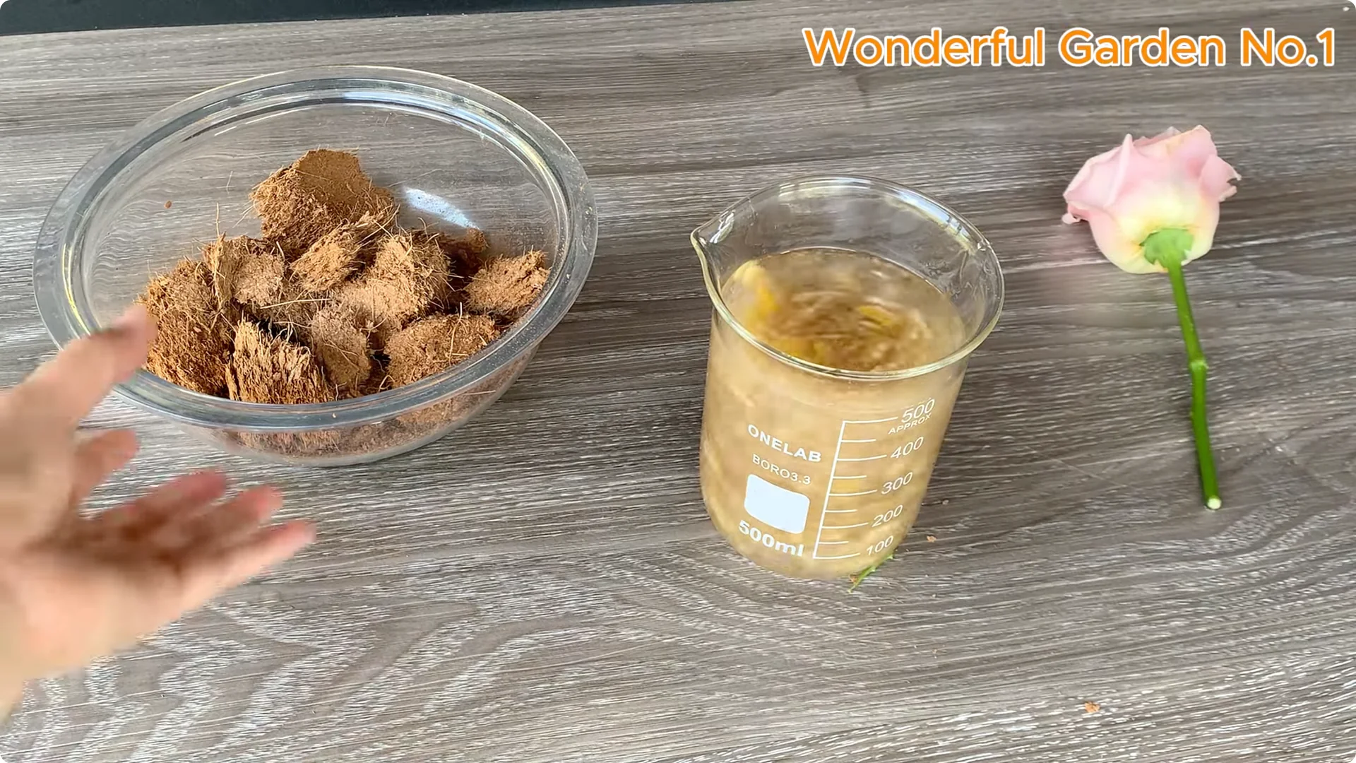 Which Fruit Speeds Up Rose Bud Growth on Stems and Roots? screenshot 15