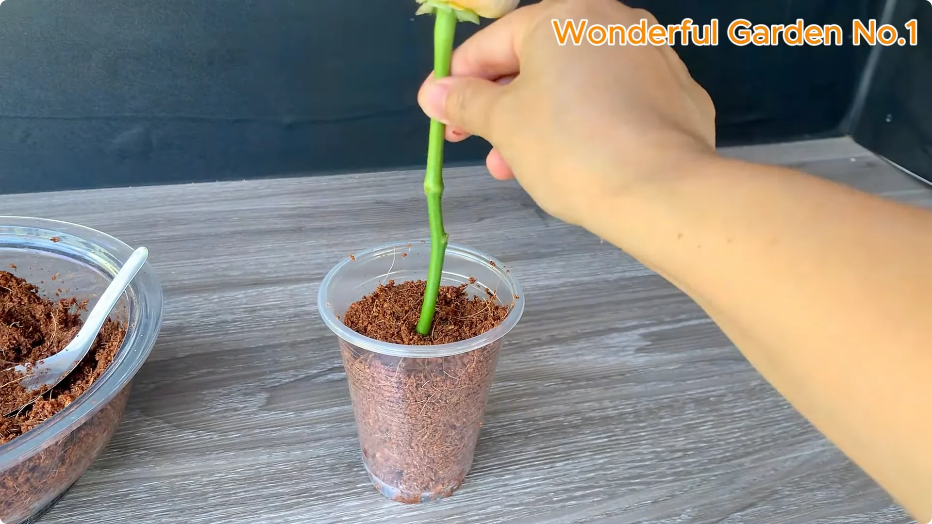 Which Fruit Speeds Up Rose Bud Growth on Stems and Roots? screenshot 16