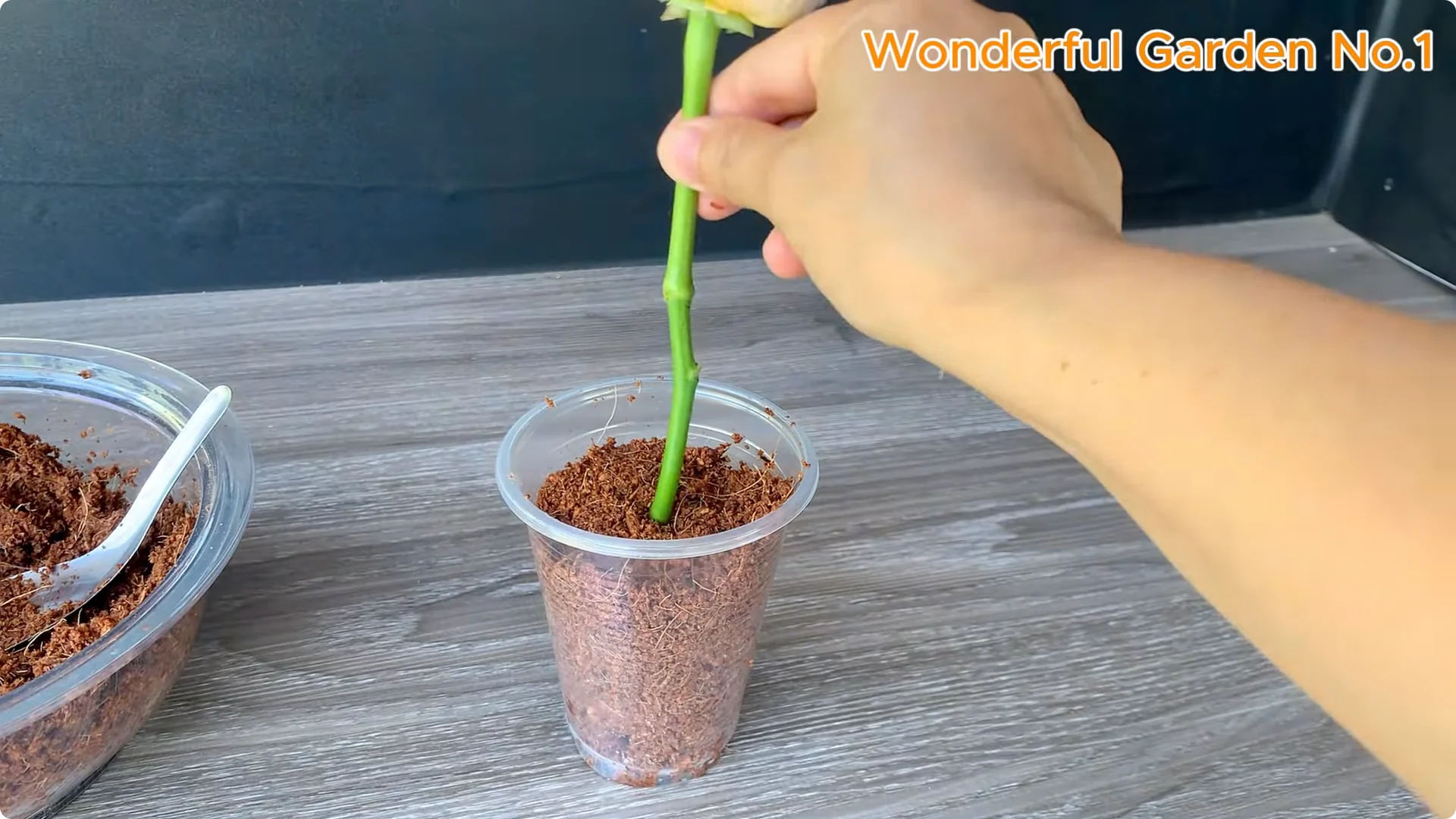 Which Fruit Speeds Up Rose Bud Growth on Stems and Roots? screenshot 17