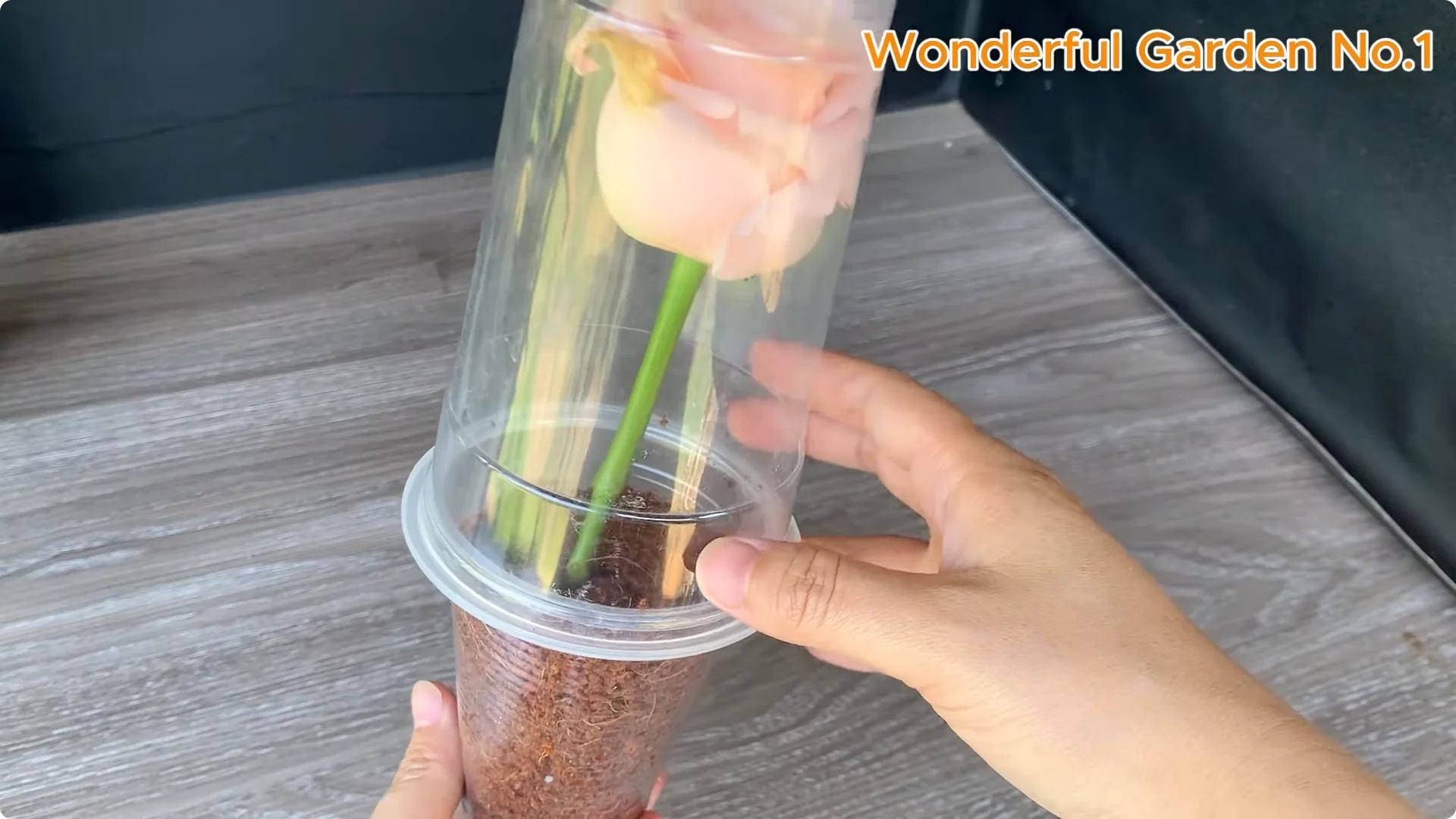 Which Fruit Speeds Up Rose Bud Growth on Stems and Roots? screenshot 19