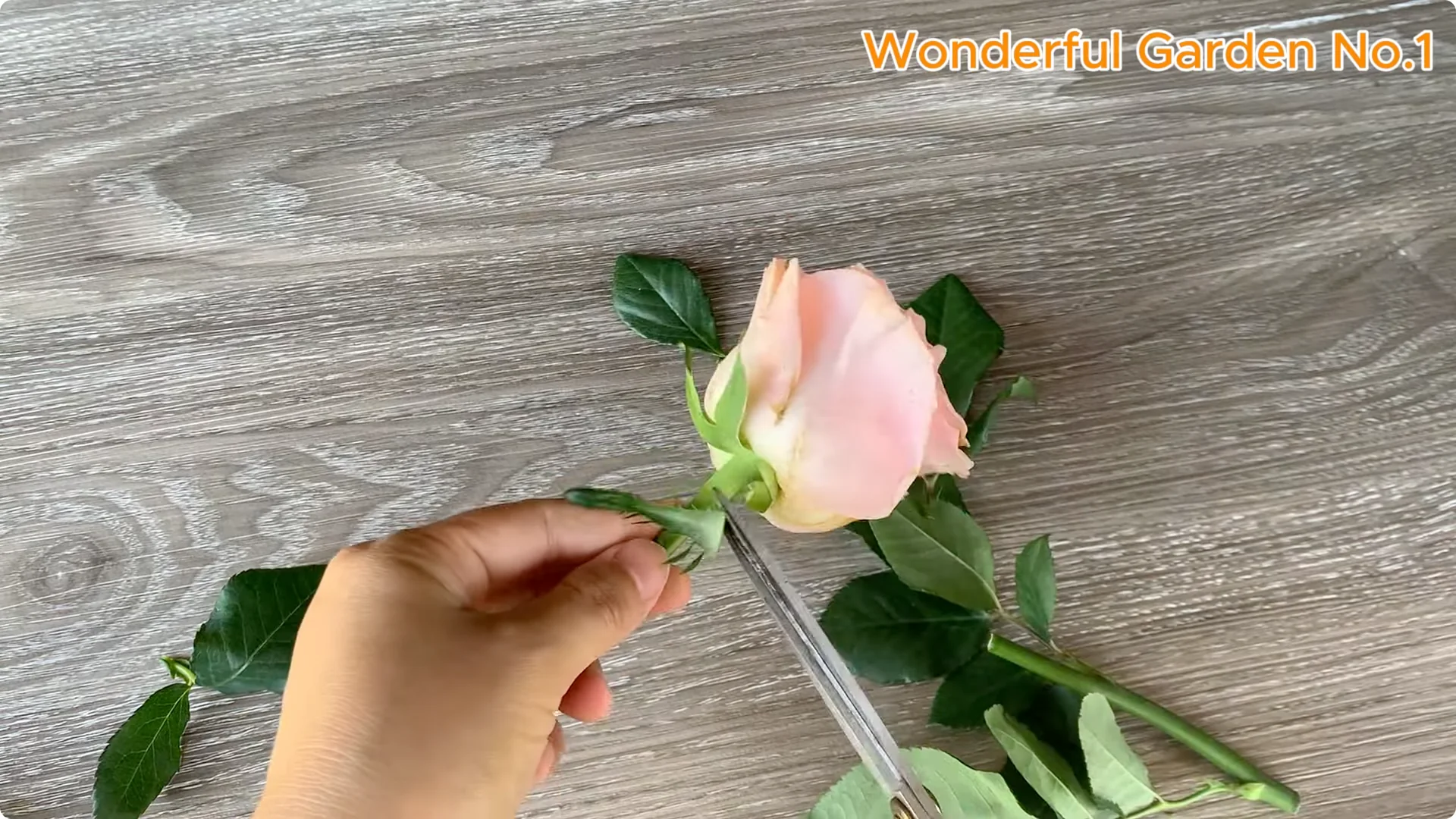 Which Fruit Speeds Up Rose Bud Growth on Stems and Roots? screenshot 2