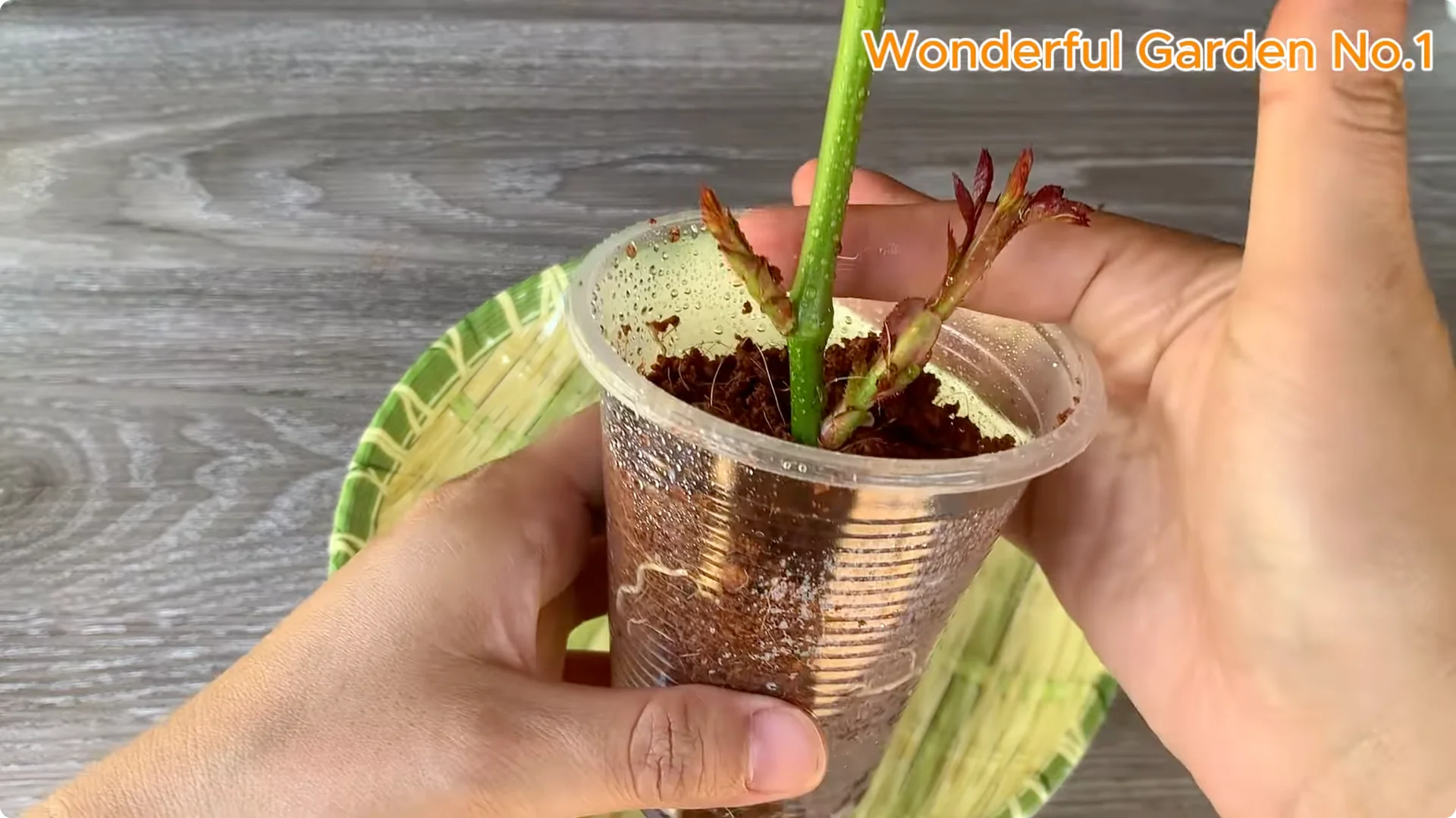 Which Fruit Speeds Up Rose Bud Growth on Stems and Roots? screenshot 21