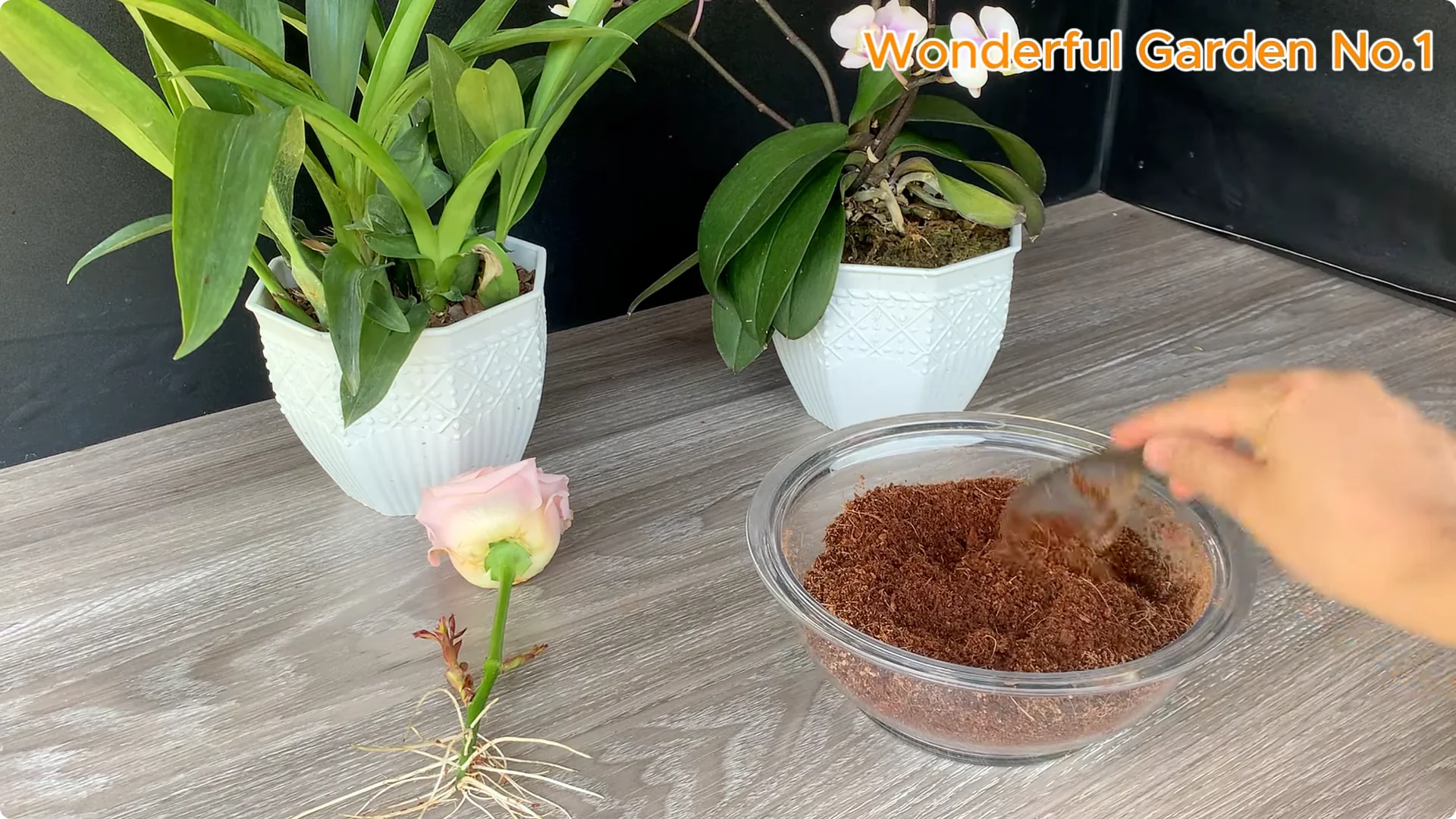 Which Fruit Speeds Up Rose Bud Growth on Stems and Roots? screenshot 22