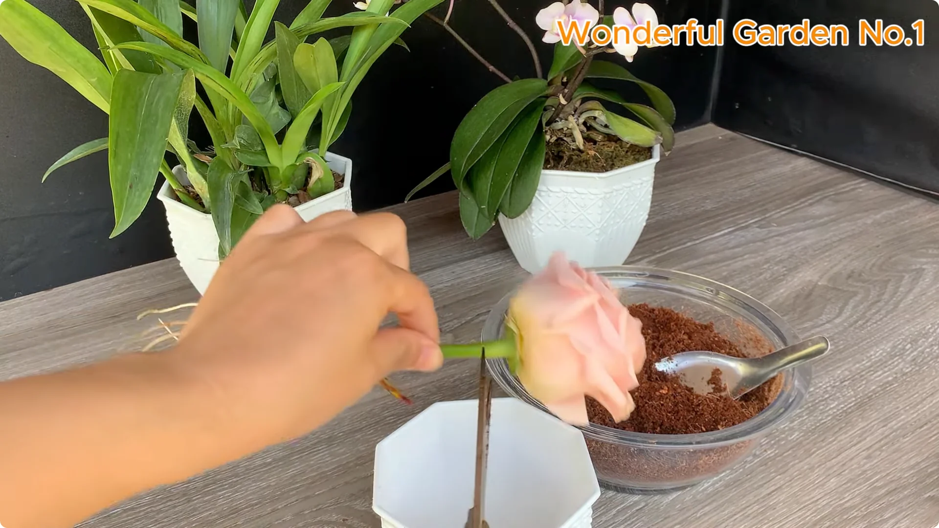 Which Fruit Speeds Up Rose Bud Growth on Stems and Roots? screenshot 23