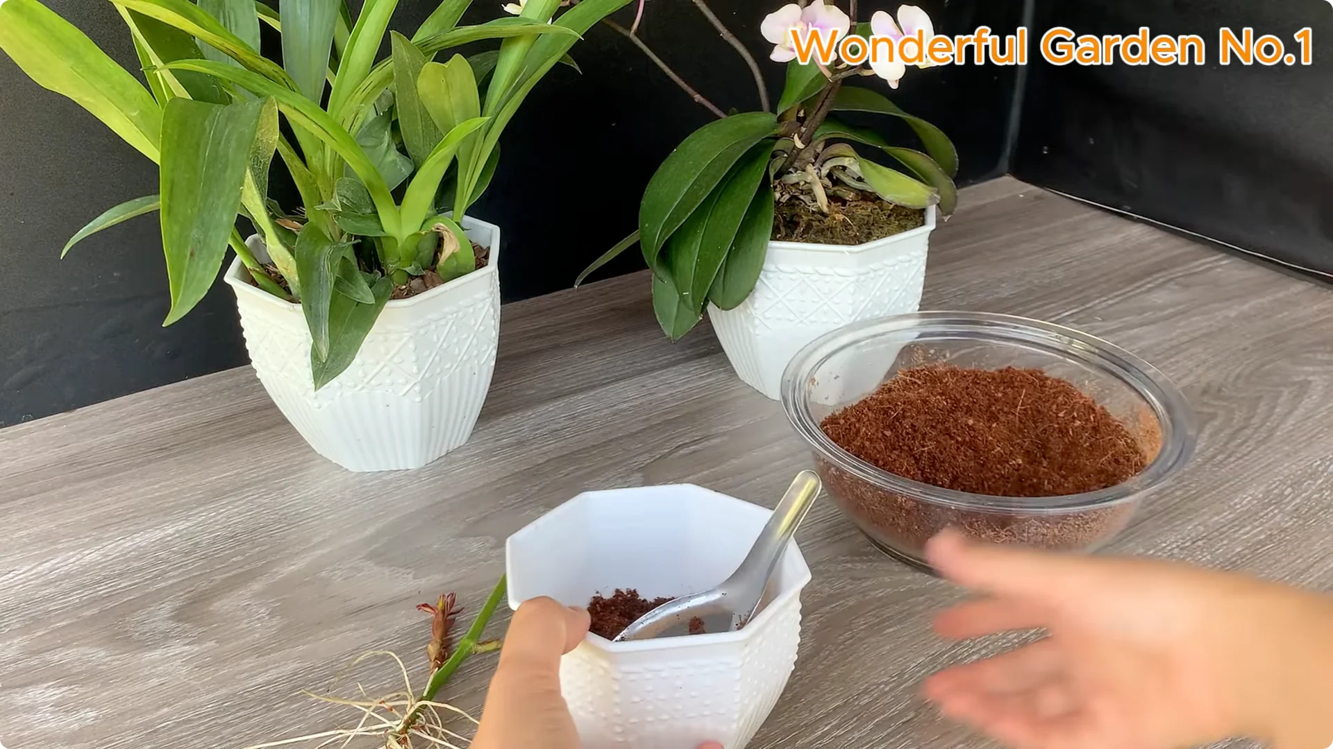 Which Fruit Speeds Up Rose Bud Growth on Stems and Roots? screenshot 25