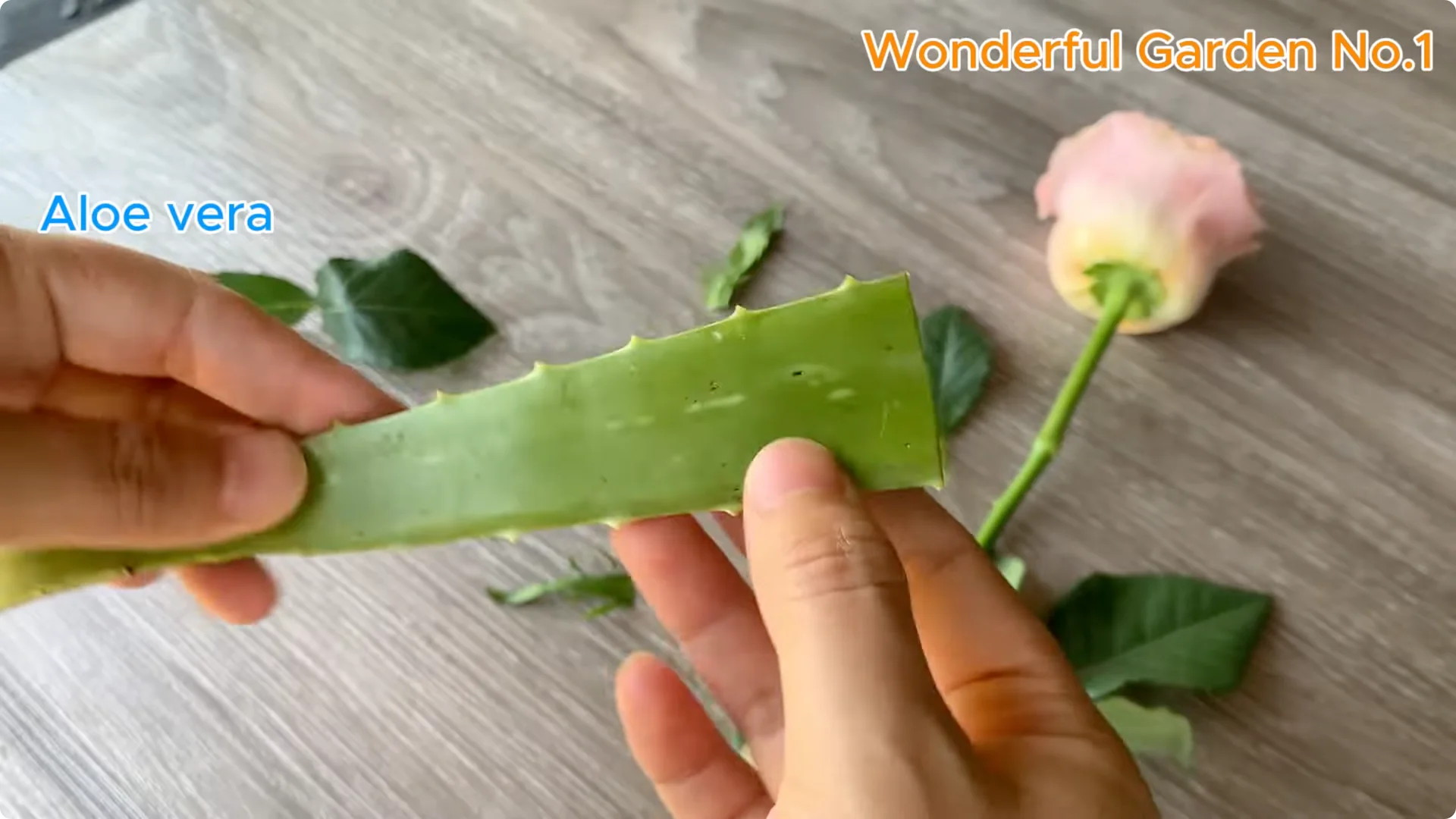 Which Fruit Speeds Up Rose Bud Growth on Stems and Roots? screenshot 3