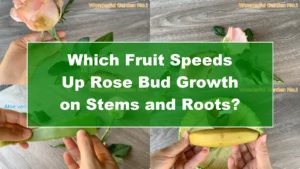 Which Fruit Speeds Up Rose Bud Growth on Stems and Roots? - Featured Image