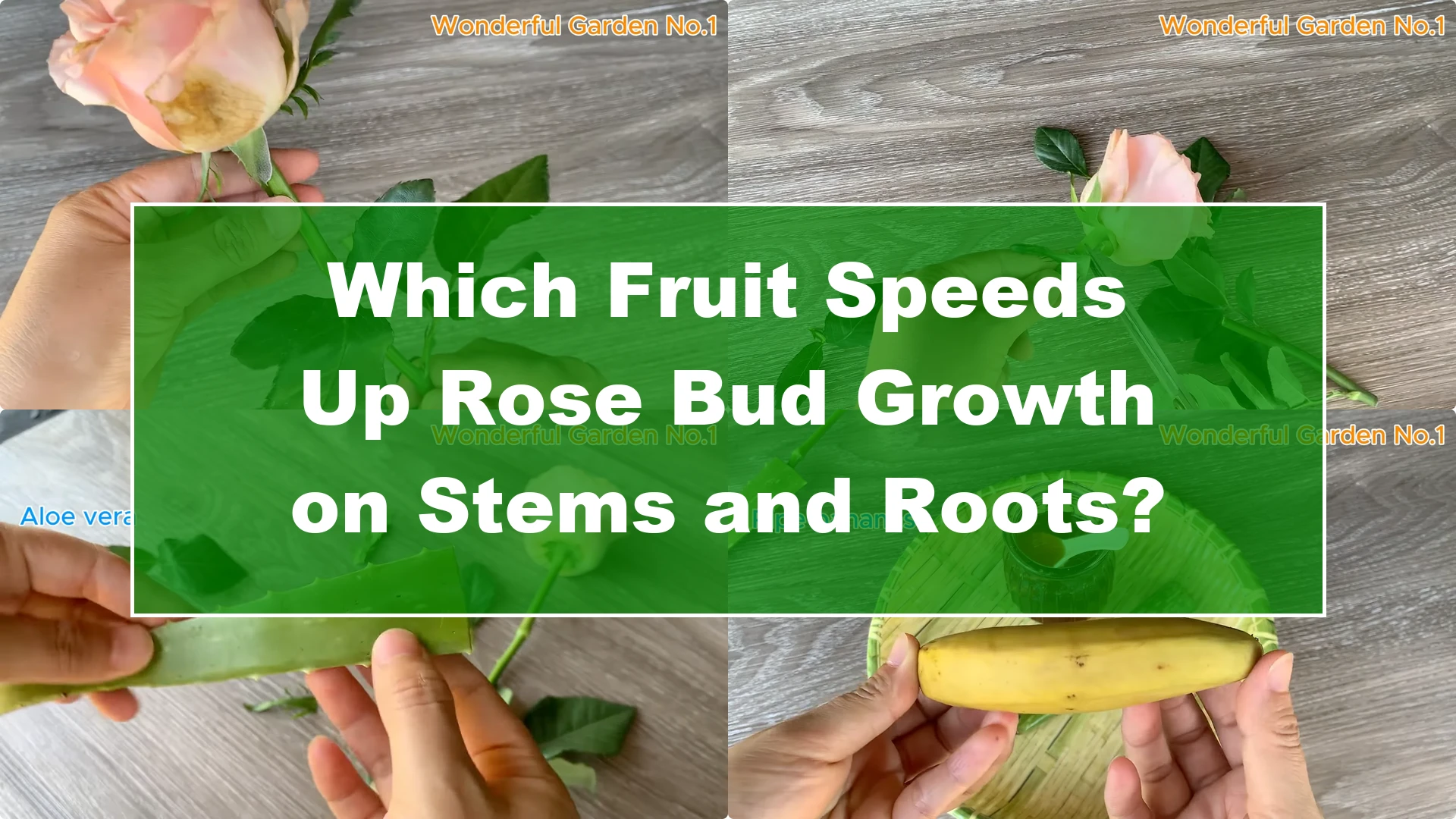 Which Fruit Speeds Up Rose Bud Growth on Stems and Roots? - Featured Image