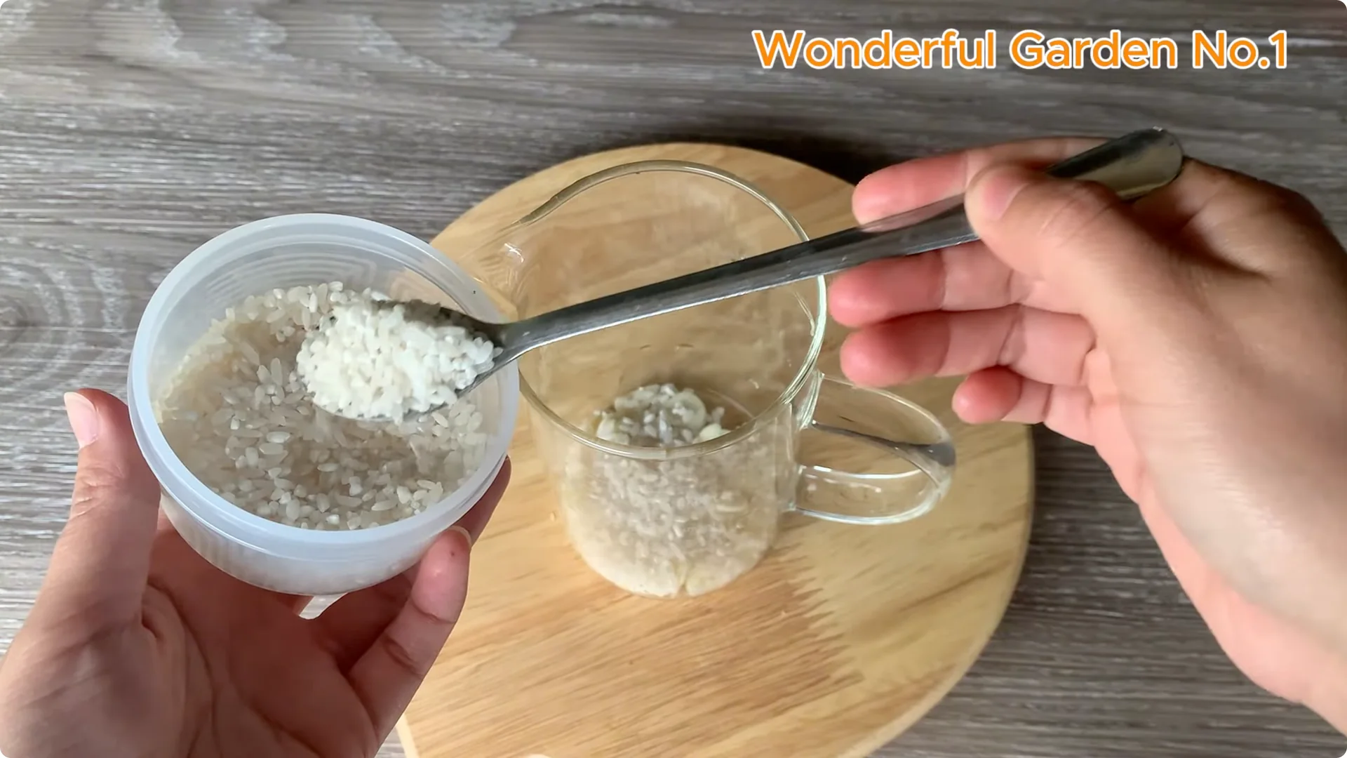 Why Rose Roots Grow on Stems and Keep Blooming screenshot 2