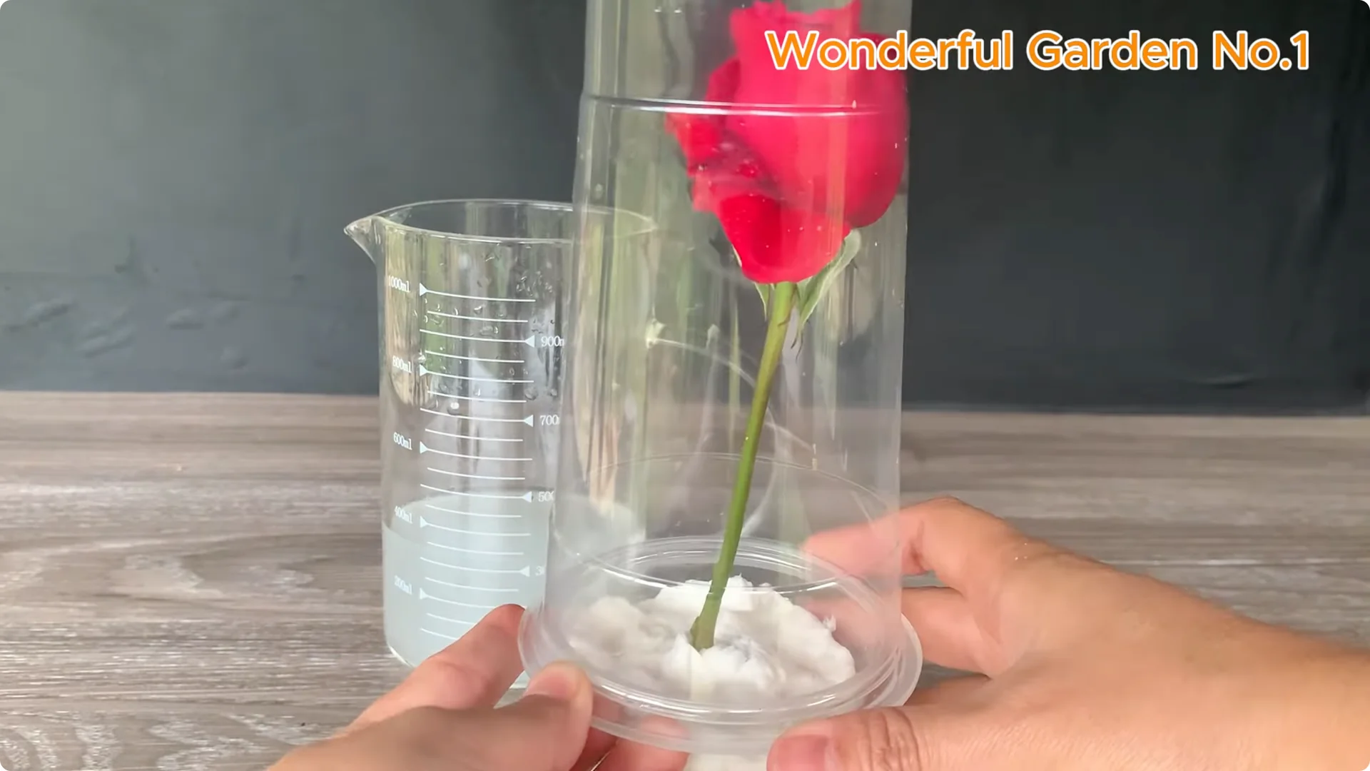 Why Rose Roots Grow on Stems and Keep Blooming screenshot 5