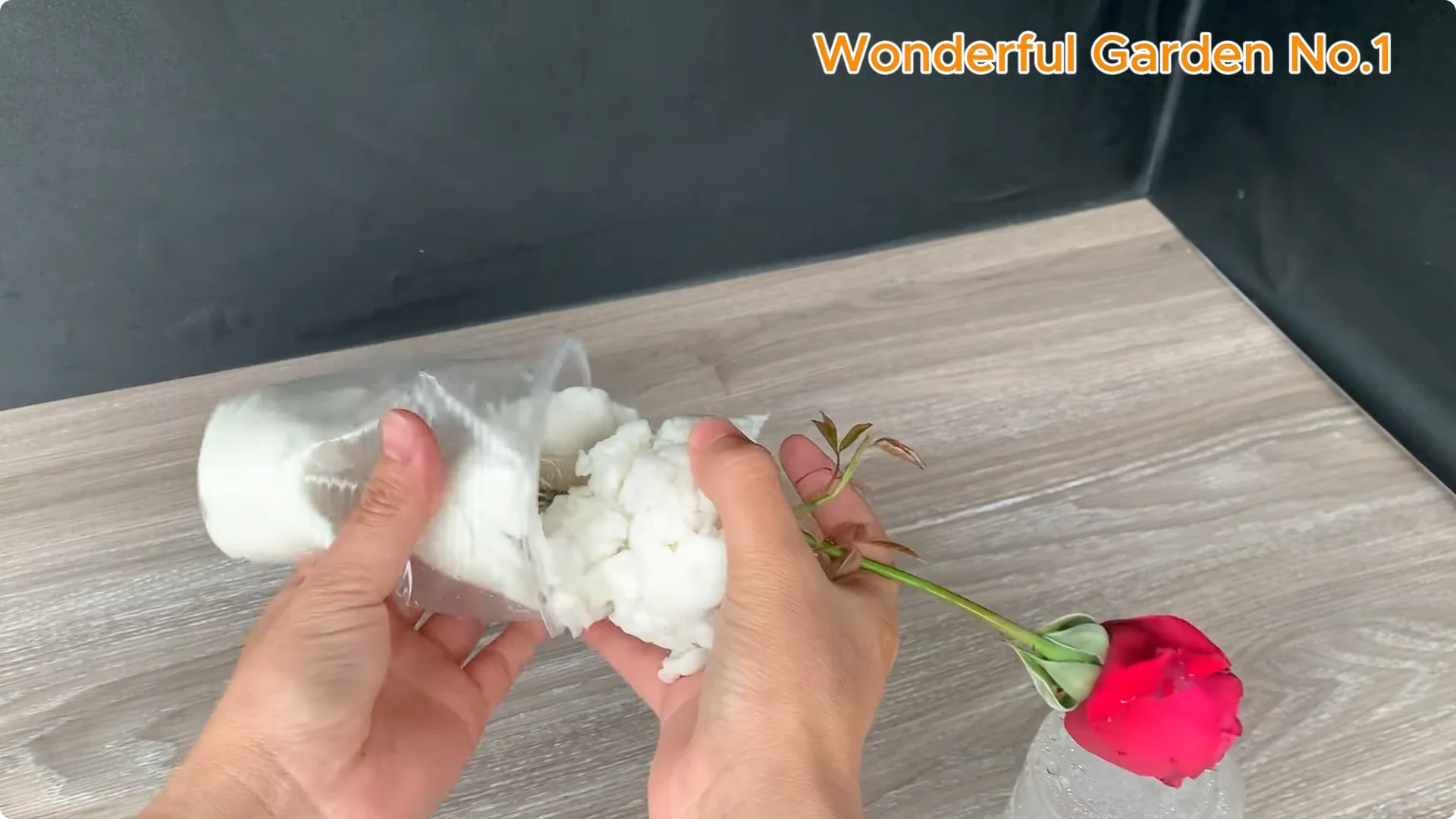 Why Rose Roots Grow on Stems and Keep Blooming screenshot 7