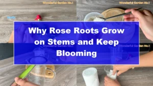 Why Rose Roots Grow on Stems and Keep Blooming - Featured Image