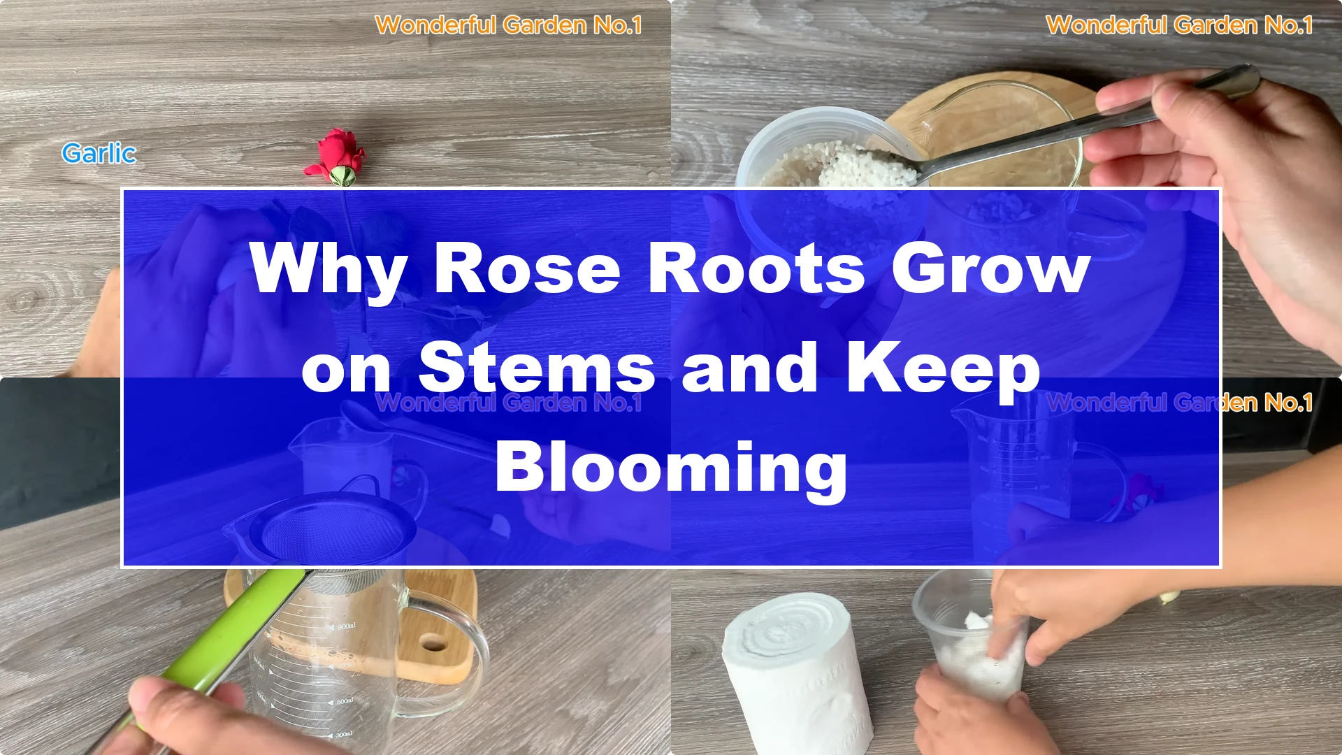 Why Rose Roots Grow on Stems and Keep Blooming - Featured Image