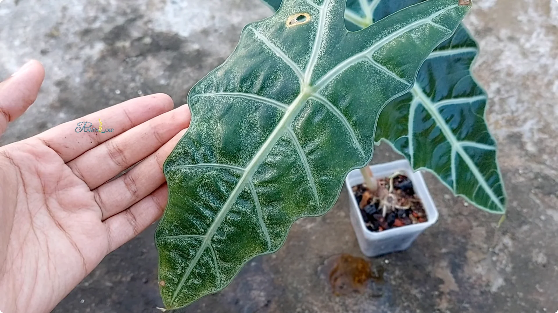 3 Common Mistakes That Harm Your Indoor Alocasia Plants screenshot 1