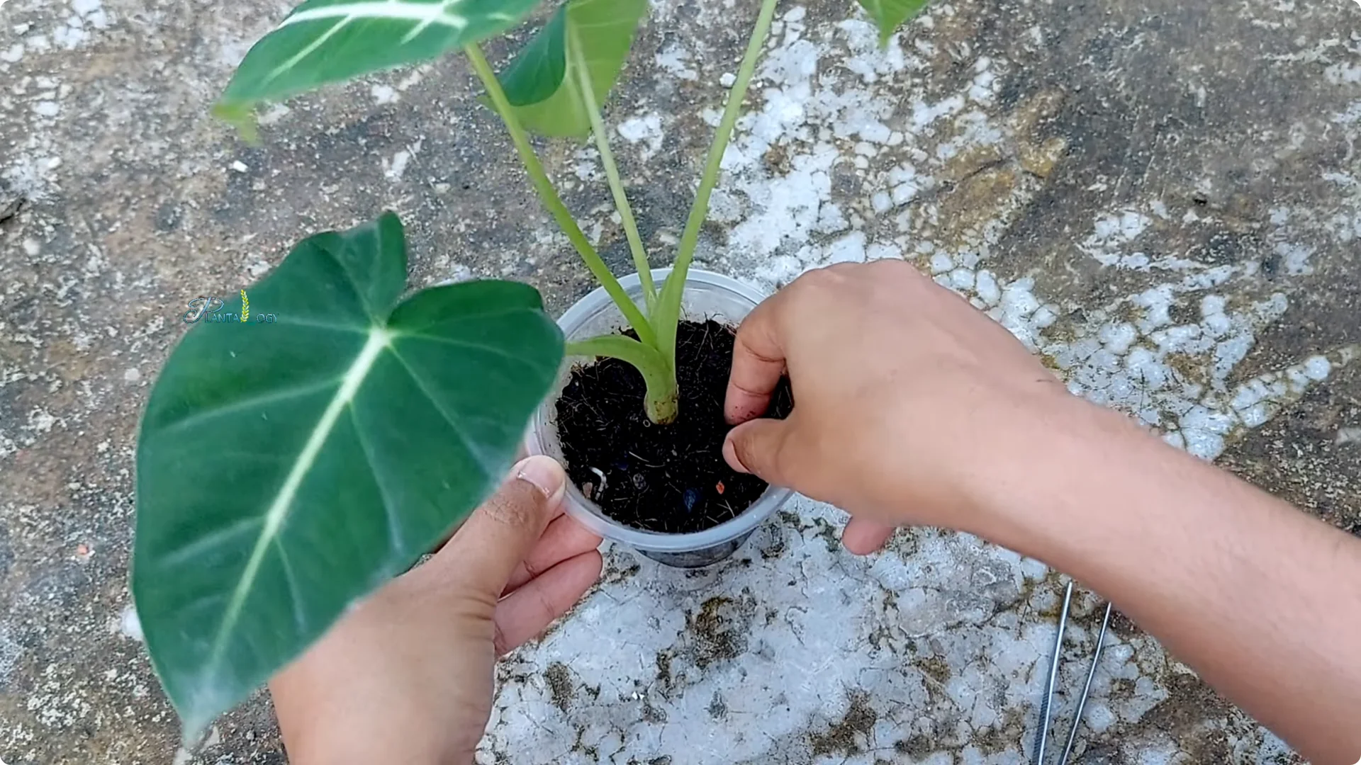 3 Common Mistakes That Harm Your Indoor Alocasia Plants screenshot 10