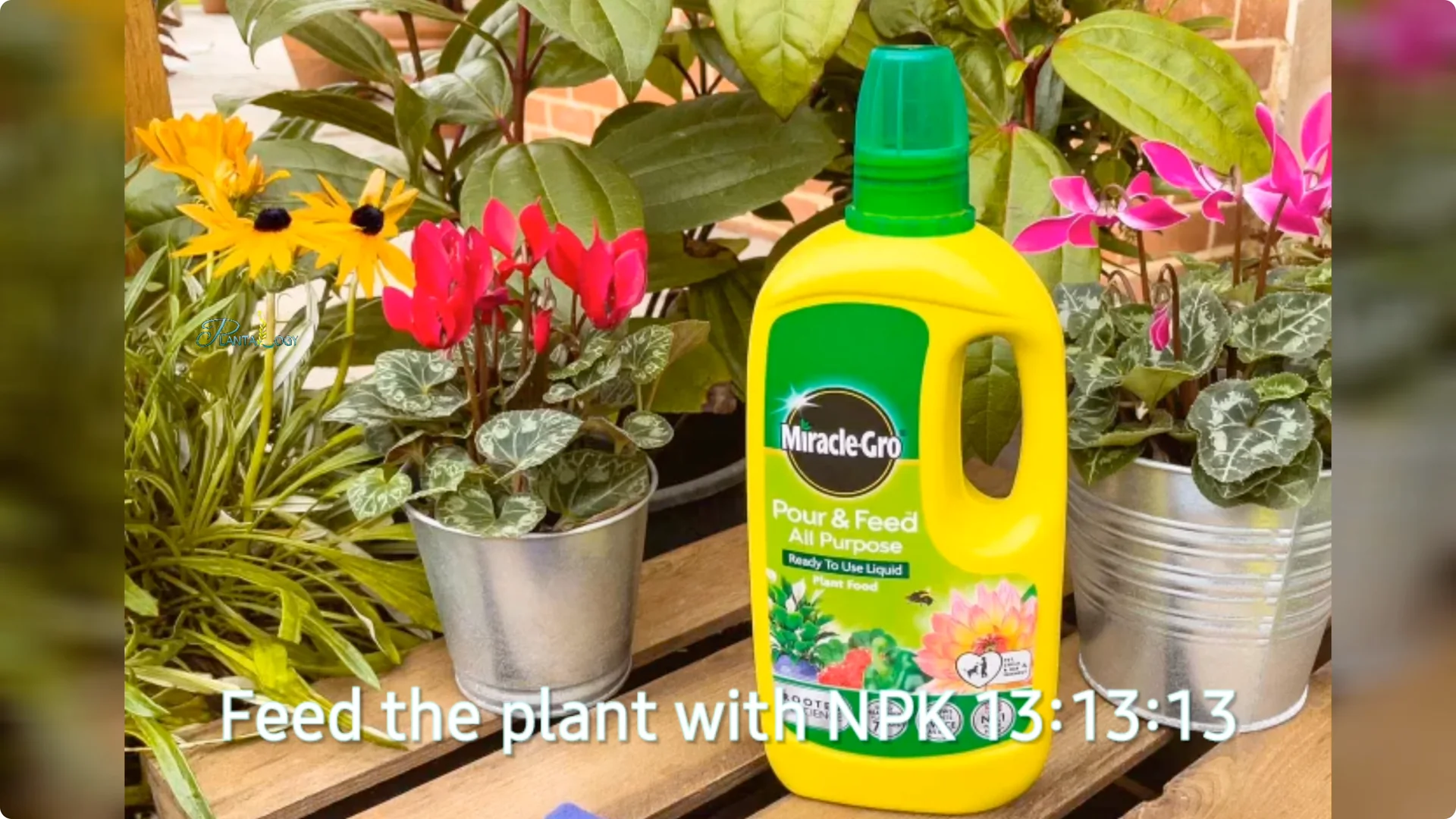 3 Common Mistakes That Harm Your Indoor Alocasia Plants screenshot 12