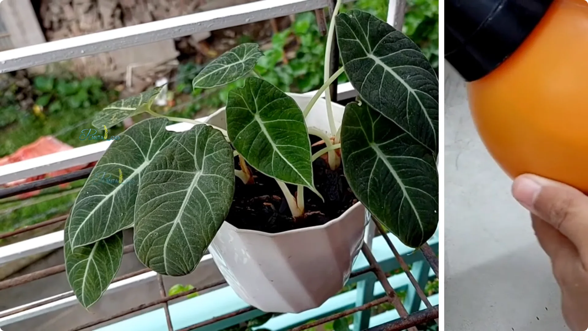 3 Common Mistakes That Harm Your Indoor Alocasia Plants screenshot 13