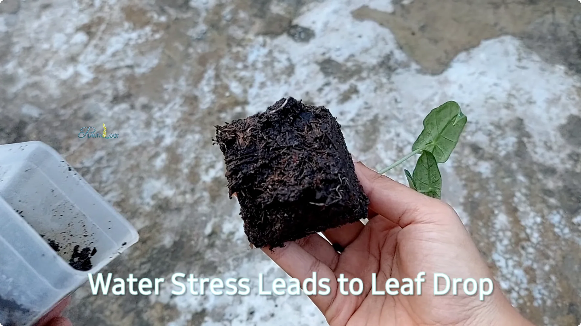 3 Common Mistakes That Harm Your Indoor Alocasia Plants screenshot 14