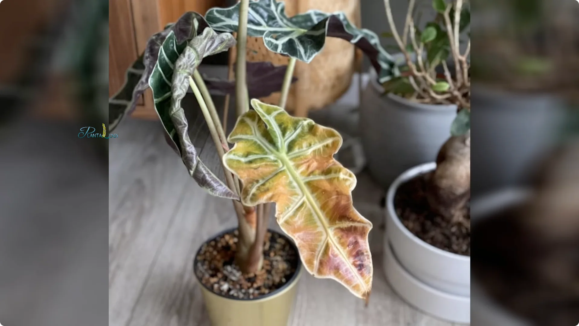 3 Common Mistakes That Harm Your Indoor Alocasia Plants screenshot 15