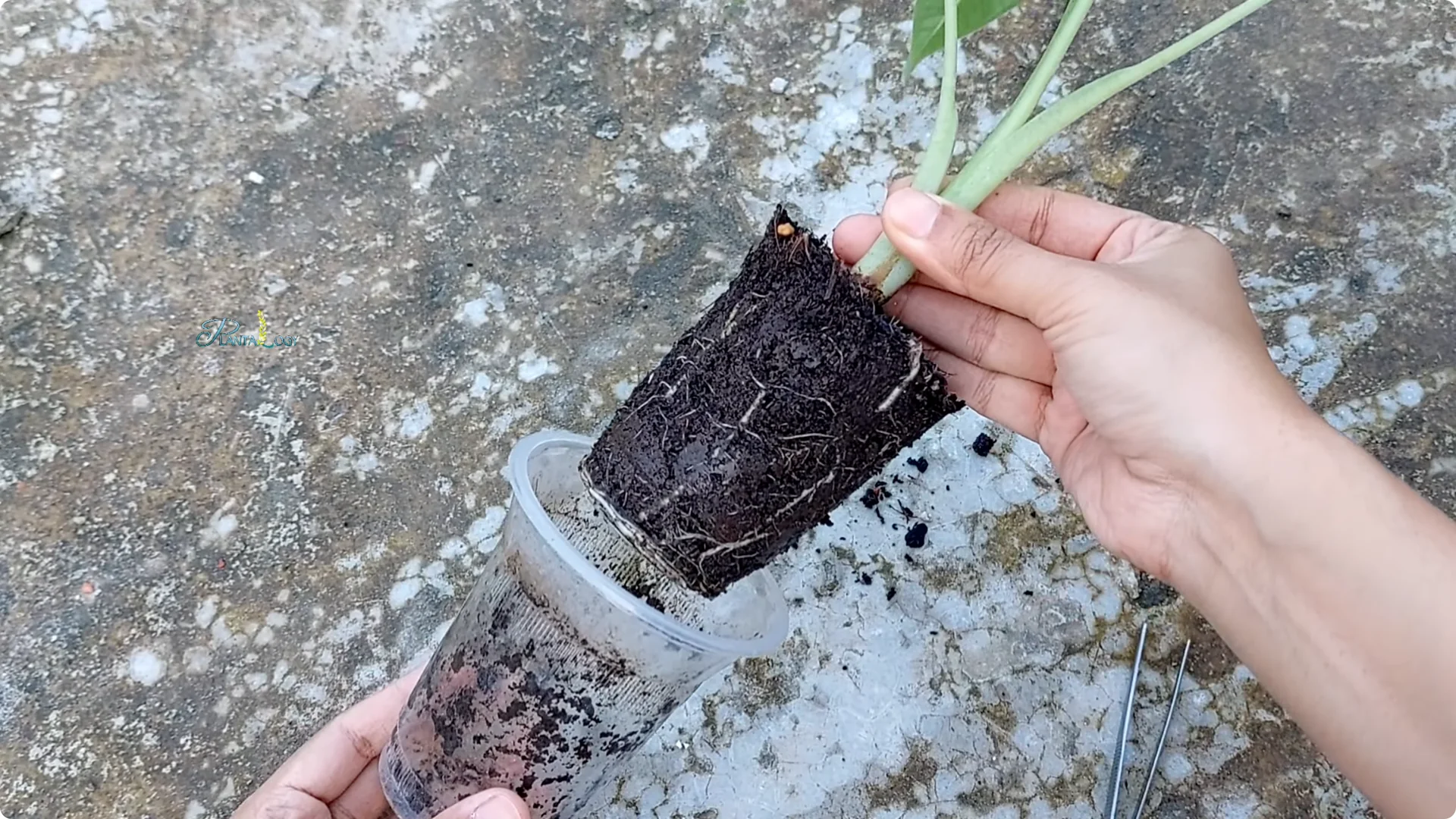 3 Common Mistakes That Harm Your Indoor Alocasia Plants screenshot 16