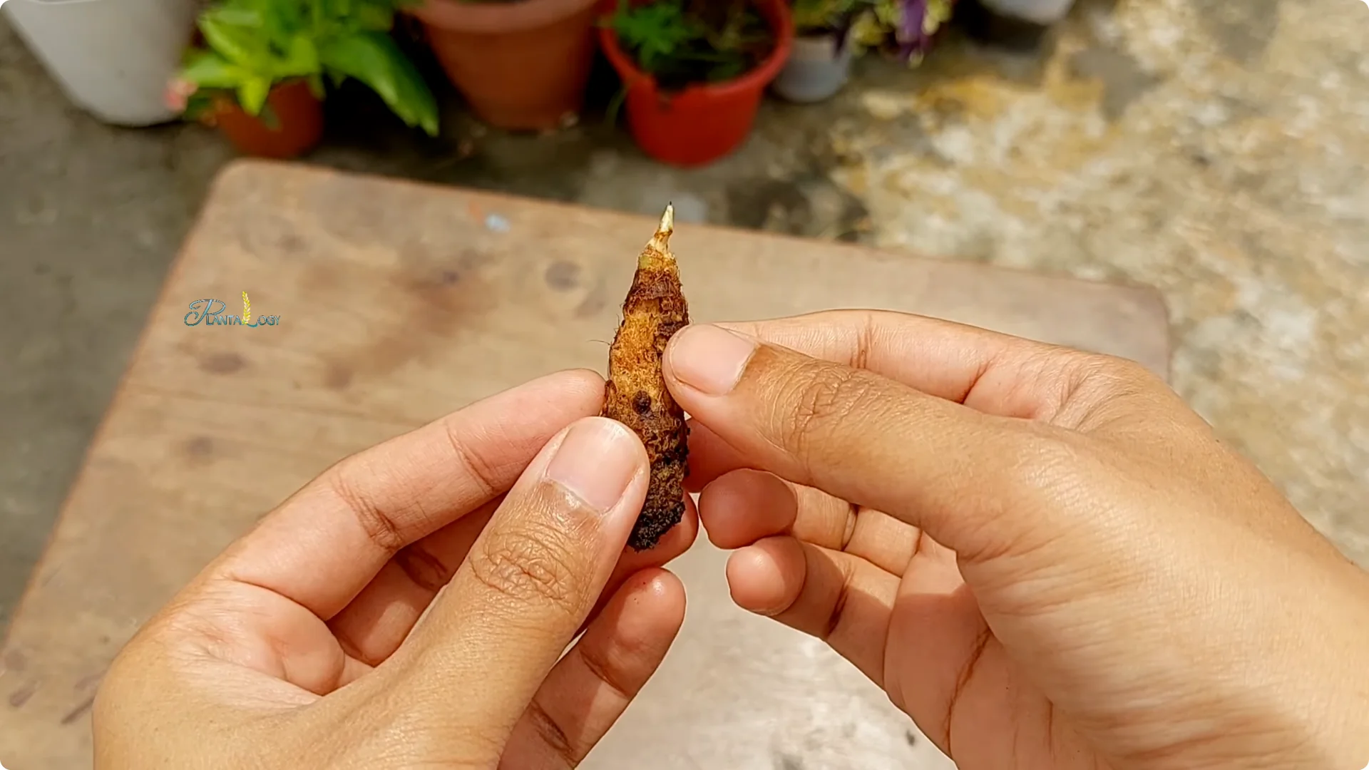 3 Common Mistakes That Harm Your Indoor Alocasia Plants screenshot 17