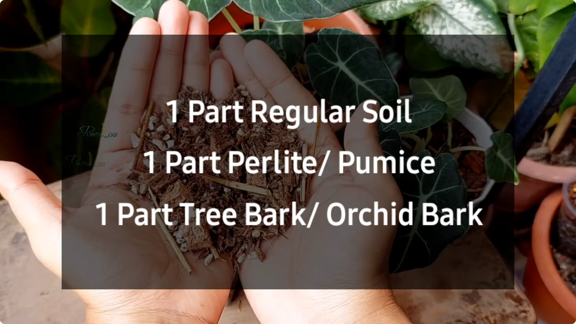 3 Common Mistakes That Harm Your Indoor Alocasia Plants screenshot 18