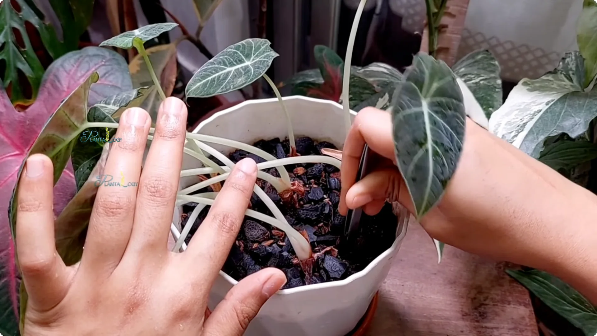 3 Common Mistakes That Harm Your Indoor Alocasia Plants screenshot 19