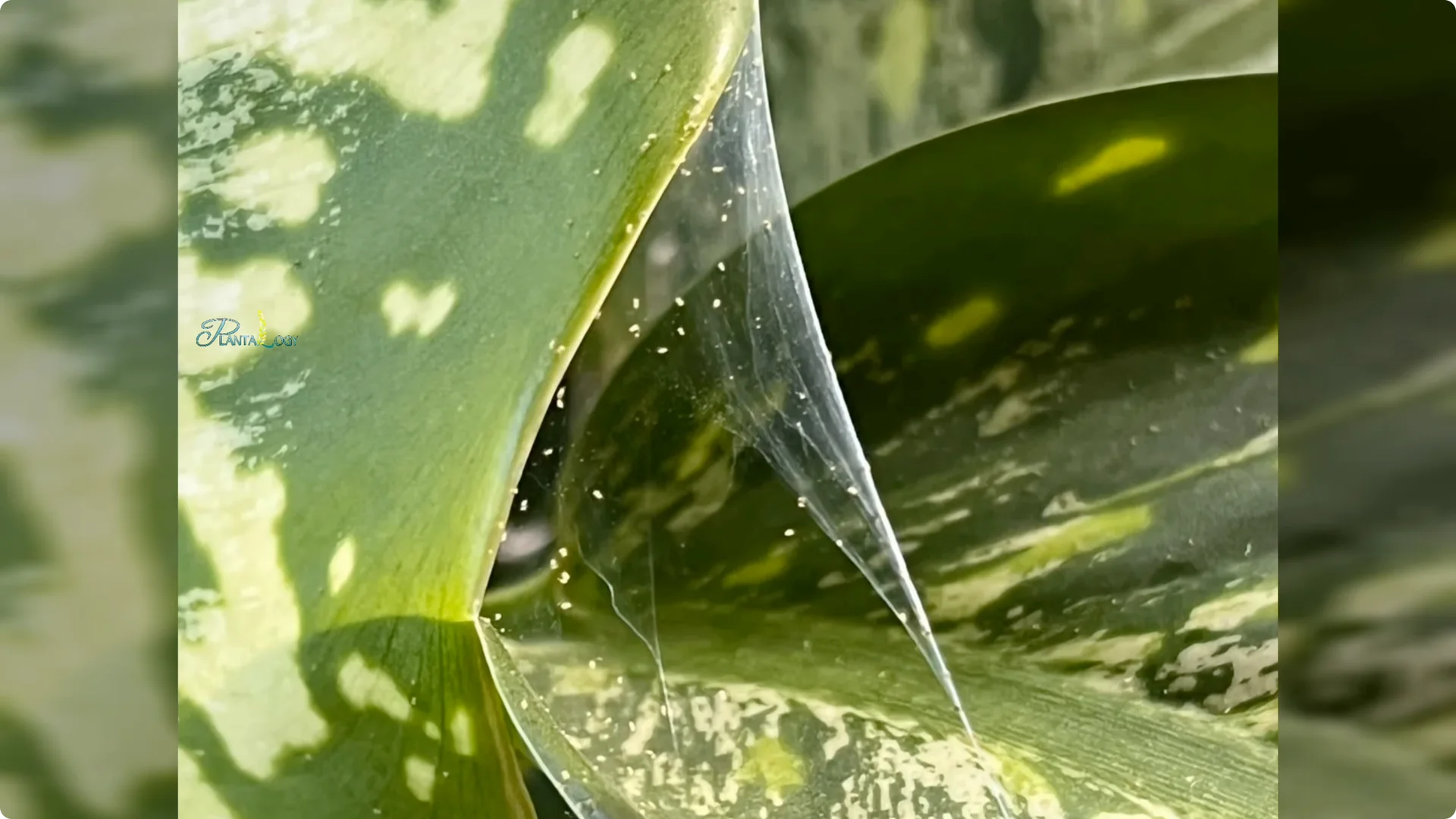3 Common Mistakes That Harm Your Indoor Alocasia Plants screenshot 2